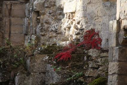 A red plant growing on a stone wall
Description automatically generated